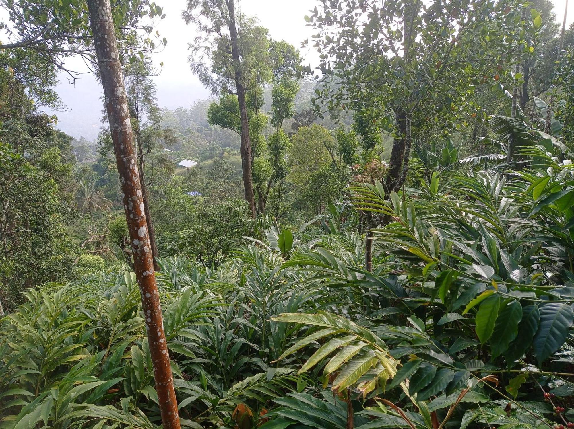 Munnar Home Stay Teadrops Plantation Villa Exterior foto